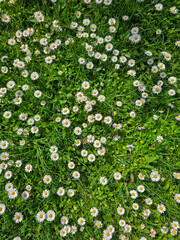 grass meadow with daisy flowers in the grass