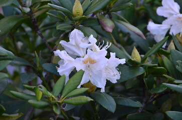 White with yellow dots spring blooming azalea flower . Rhododendron ' Choice cream'  blossom. Gardening,planting asalea bushes concept.