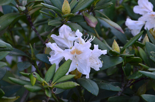 White with yellow dots spring blooming azalea flower . Rhododendron ' Choice cream'  blossom. Gardening,planting asalea bushes concept.