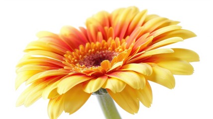 Bright yellow flower against a clean white background, suitable for various design projects