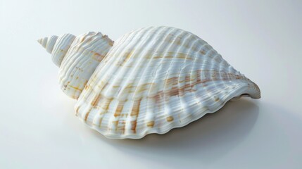Obraz premium A simple white shell on a white surface. Suitable for various design projects