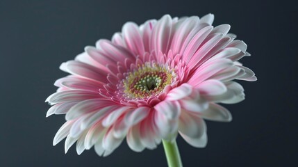 Close up of a pink flower in a vase, perfect for home decor