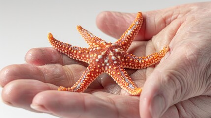 Close-up shot of person holding a starfish. Perfect for travel or beach-themed designs