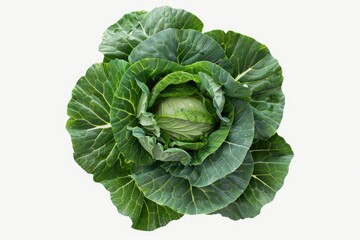 A single head of cabbage on a clean white surface. Ideal for food and nutrition concepts