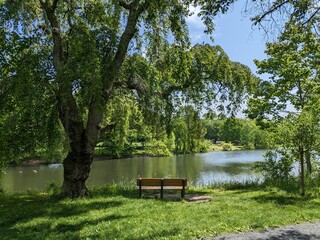 Fototapeta na wymiar Tree and bench by a lake