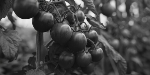 Fresh tomatoes hanging from a tree, perfect for food and agriculture concepts