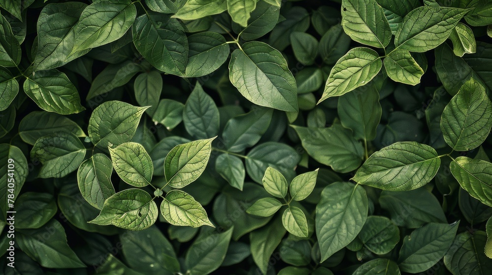 Poster a full frame image of bright green leaves with prominent veins creating a continuous canopy of folia