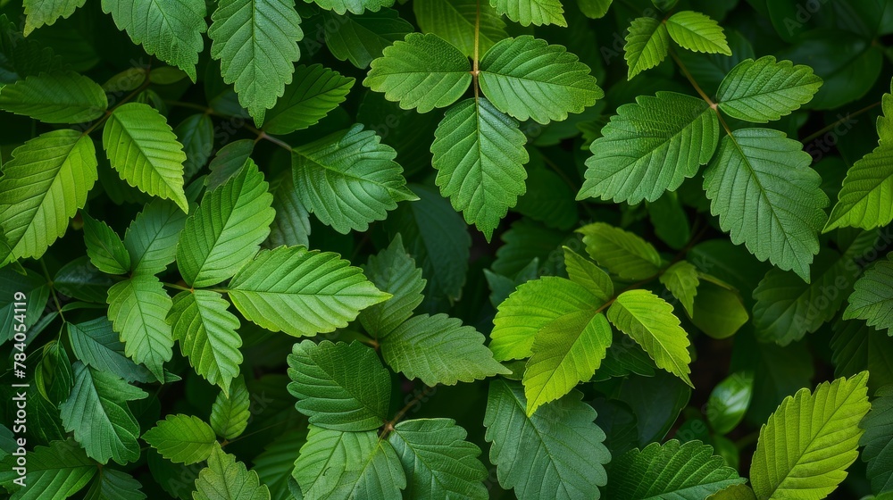 Poster A close-up of dense and vibrant green strawberry tree (Arbutus unedo) leaves filling the frame, showing natural patterns and textures