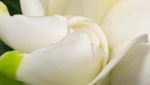 Macro time lapse blooming and wilting Gardenia (Gardenia jasminoides or Cape jasmine) flower
