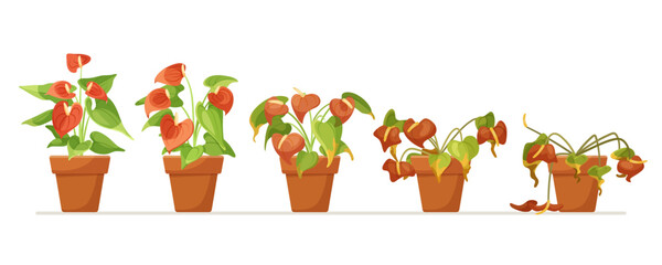 Life cycle of a potted plant, from healthy to wilting, flat vector illustration on a white background, concept of growth and decline. Vector illustration