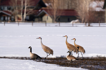 Sandhill cranes with canadian geese with snow in Spring
