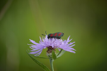 Rot-schwarzes Insekt auf lila Kornblume-Makro Natur