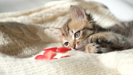 Pretty cute kitten relaxing on the bed with red heart. Tabby cat. Funny pets. Valentines Day, Birthday, Dating	