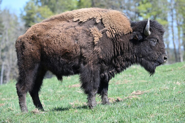 European bison,