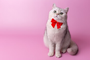 Funny British white cat, with a red bow on her chest, sitting on a pink background,look at camera
