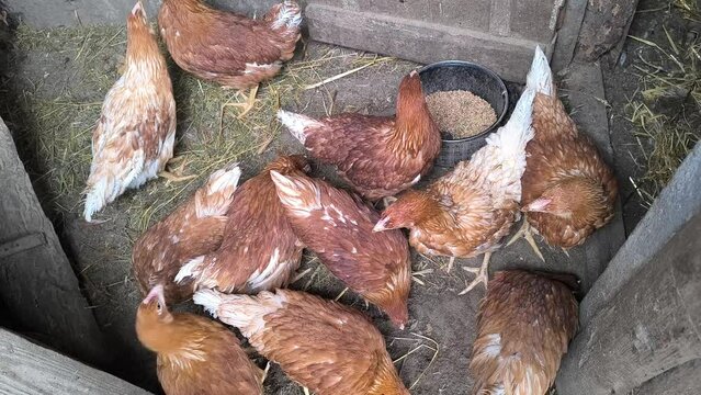 Young Loman Brown chickens in the pen eating food and pecking