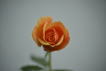 Eine aufblühende Rose