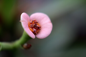 Detalle de una flor pequeña rosa  - obrazy, fototapety, plakaty