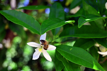 bee on a flower