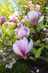 Blooming magnolia tree with large pink flowers