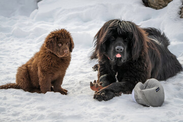 Fototapeta premium Brown newfoundland puppy with black newfoundland dog enjoying snow and toy in the mountains