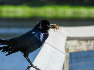 Boat tailed grackle with a crayfish in Paynes Prairie Preserve in Florida