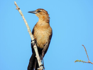 Female boat tailed grackle in the Orlando Wetlands in Florida