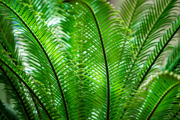 Fern leaf texture and background	