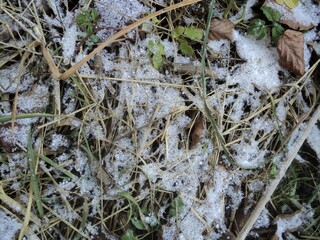 snow on the grass