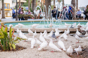Flock of white pigeons congregating near a fountain in a lively public square with people and palm...