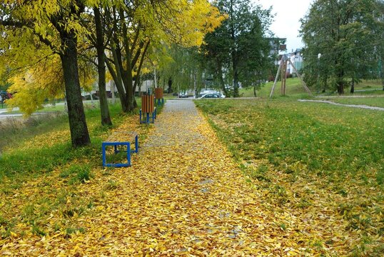 View of a walkway full of golden yellow leaves - photo taken in a park in a recreational area in early fall
