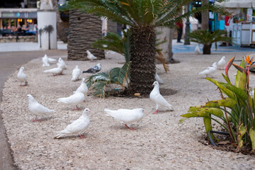 White pigeons roaming around a palm lined pathway in an urban plaza, adding liveliness to the...