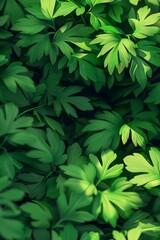 Fototapeta premium A vibrant and full image capturing the lushness of parsley leaves, ideal for culinary themes or as a fresh, botanical background