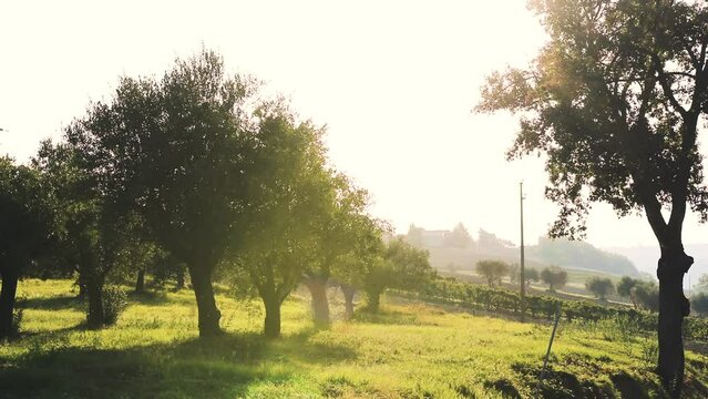 Inquadratura campo di ulivi controluce flare sole alba slowmotion