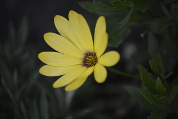Blühende Blume