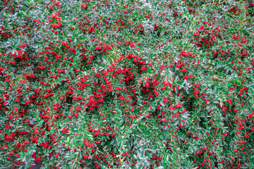 A barberry bush with berries in close-up