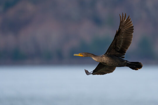 Detailed Double-Crested Comorant in Flight