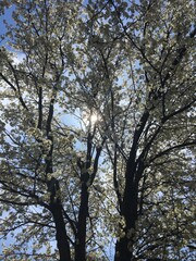 Fototapeta premium Flowering Tree in Spring