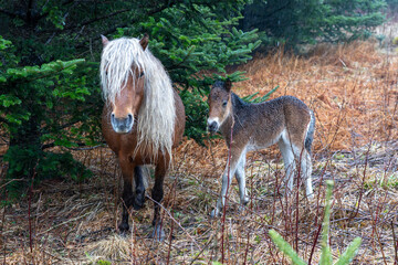 A Wild Pony with Calf in the Grayson Highlands During a Rainstorm