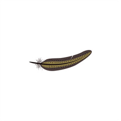 colorful illustration of bird feather for icon or logo