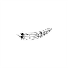 line art illustration of bird feather for icon or logo