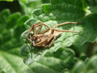 European nursery web spider (Pisaura mirabilis), female relaxing on a catmint leaf