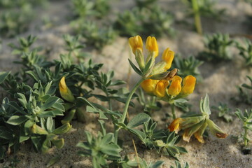 Obraz premium yellow flowers in the garden