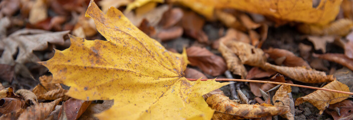 close-up of yellow dried leaves