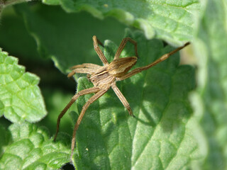 European nursery web spider (Pisaura mirabilis), female hiding in catmint leaves