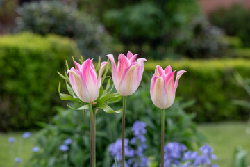 Colourful pink tulips amidst other spring flowers at Eastcote House Gardens, historic walled garden maintained by a community of volunteers in the London Borough of Hillingdon. 