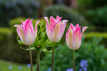 Colourful pink tulips amidst other spring flowers at Eastcote House Gardens, historic walled garden...