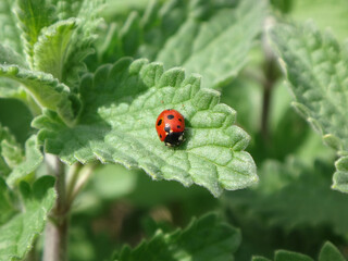 Eleven-spot ladybird beetle (Coccinella undecimpunctata) sitting on a catmint leaf
