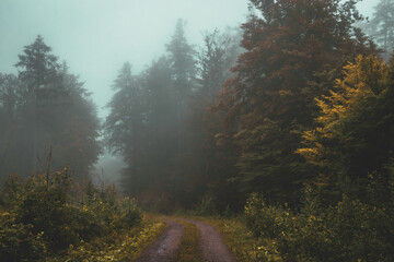 Mysterious misty autumn forest	
