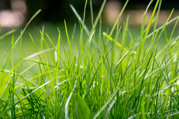 zielona trawa, green grass